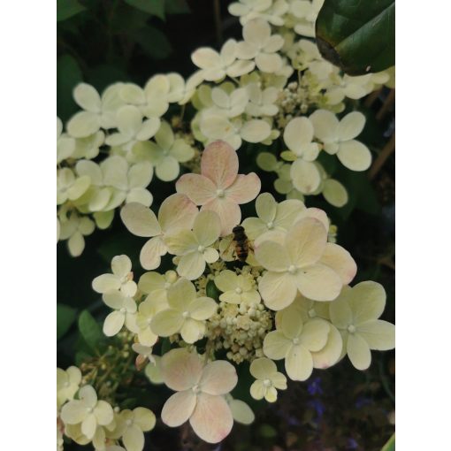 Hydrangea paniculata Switch Ophelia