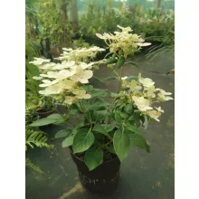 Hydrangea paniculata Switch Ophelia