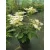 Hydrangea paniculata Switch Ophelia