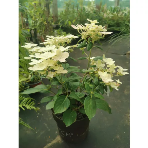 Hydrangea paniculata Switch Ophelia