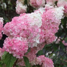 Hydrangea paniculata Vanille Fraise (p12) - Bugás hortenzia