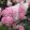 Hydrangea paniculata Vanille Fraise