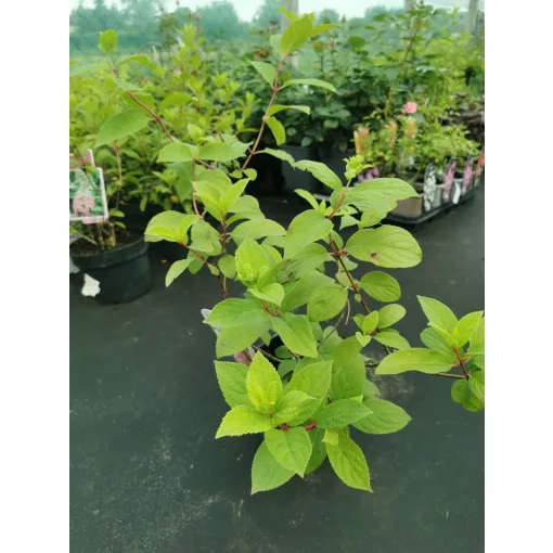 Hydrangea paniculata Vanille Fraise (p12) - Bugás hortenzia
