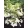 Hydrangea paniculata White Lady