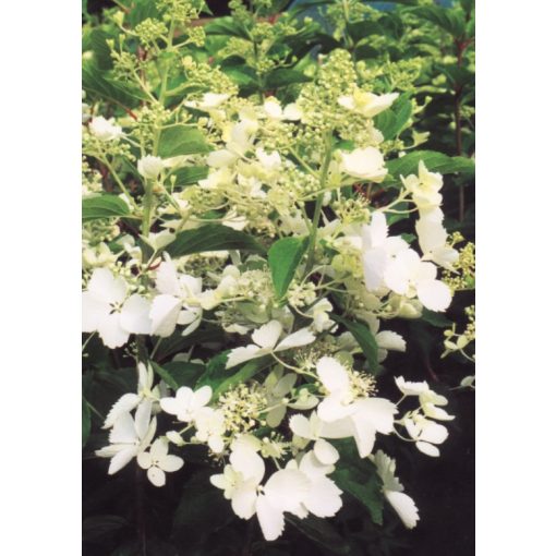 Hydrangea paniculata White Lady