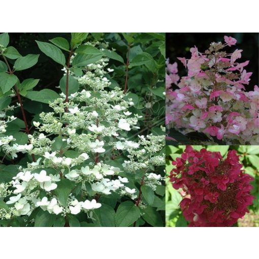 Hydrangea paniculata Wims Red