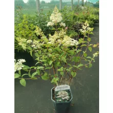 Hydrangea paniculata Wims Red