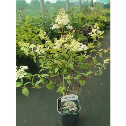 Hydrangea paniculata Wims Red