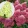 Hydrangea paniculata Petite Flori
