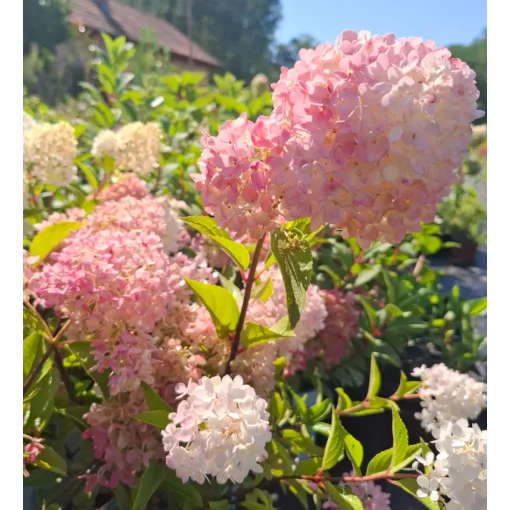 Hydrangea paniculata Petite Flori