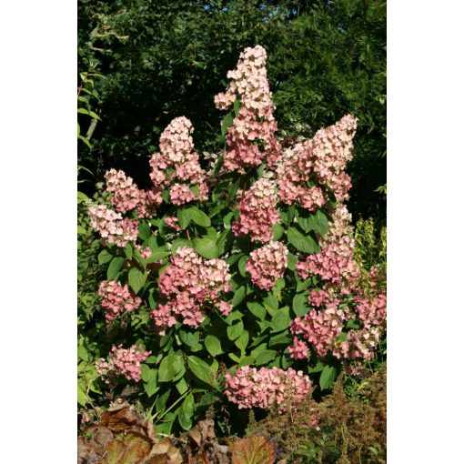 Hydrangea paniculata Pink Diamond