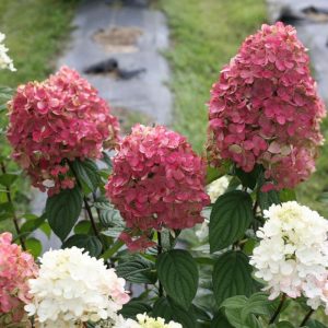 Hydrangea paniculata Redlight