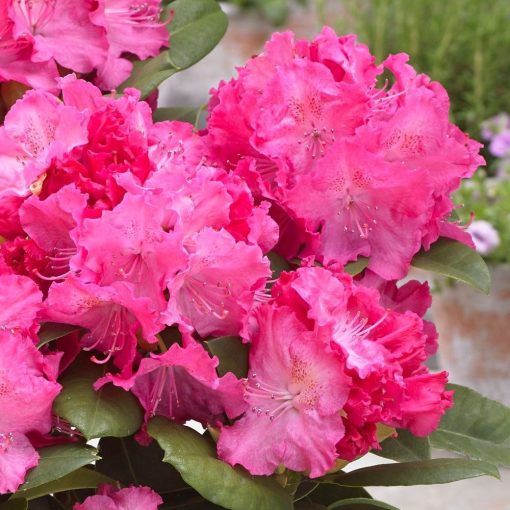 Rhododendron Germania