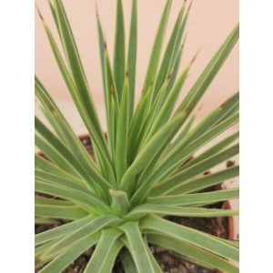 Agave stricta Nana