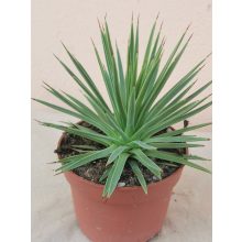 Agave stricta Nana