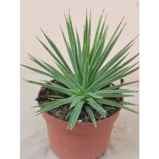 Agave stricta Nana