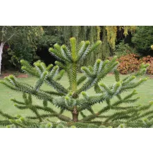 Araucaria araucana (p15) - Chilei araukária