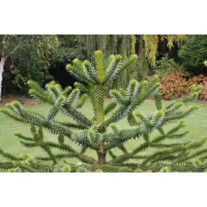 Araucaria araucana (p15) - Chilei araukária