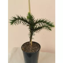 Araucaria araucana (p15) - Chilei araukária