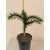 Araucaria araucana (p15) - Chilei araukária