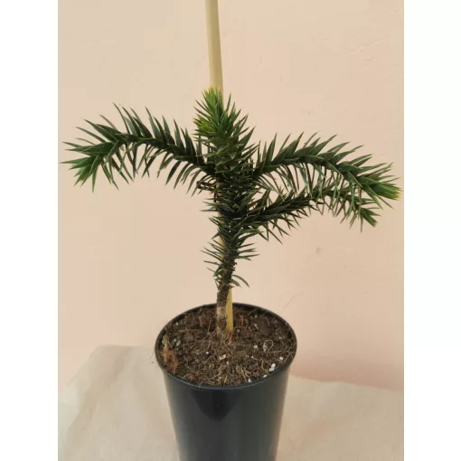 Araucaria araucana (p15) - Chilei araukária