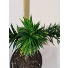 Araucaria araucana (p15) - Chilei araukária