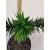 Araucaria araucana (p15) - Chilei araukária