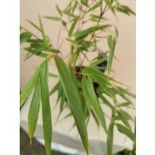 Fargesia rufa - Panda bambusz