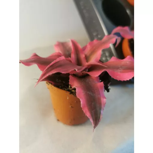 Cryptanthus bivittatus Rubin Star