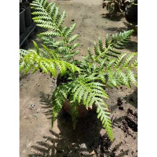 Dicksonia antarctica - Páfrányfa