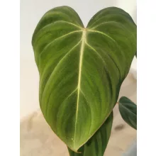 Philodendron gloriosum