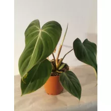 Philodendron gloriosum