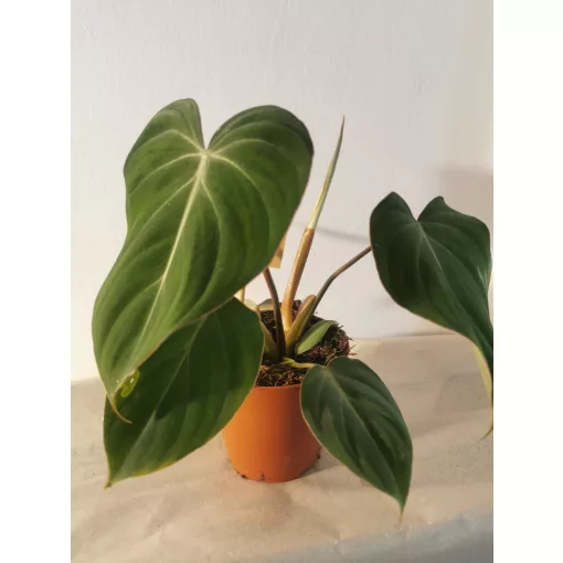 Philodendron gloriosum