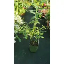 Vaccinium corymbosa Pink Lemonade - Áfonya