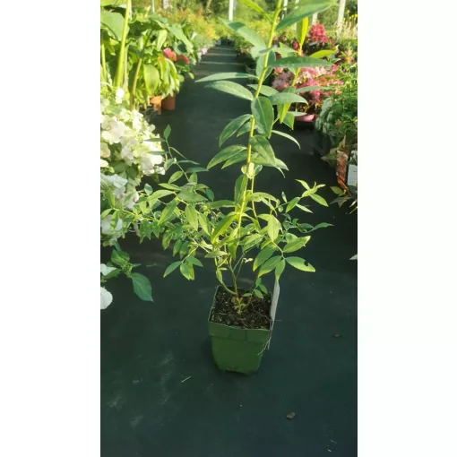 Vaccinium corymbosa Pink Lemonade - Áfonya