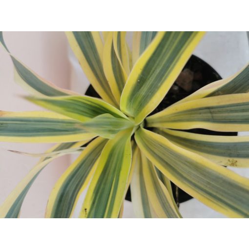 Yucca gloriosa Bright Star