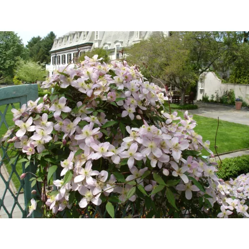 Clematis montana Pink Perfection