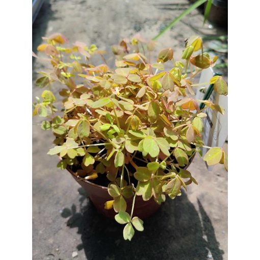 Oxalis Velvet Sunset