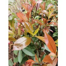 Photinia fraseri Red Robin