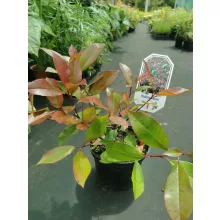 Photinia fraseri Red Robin
