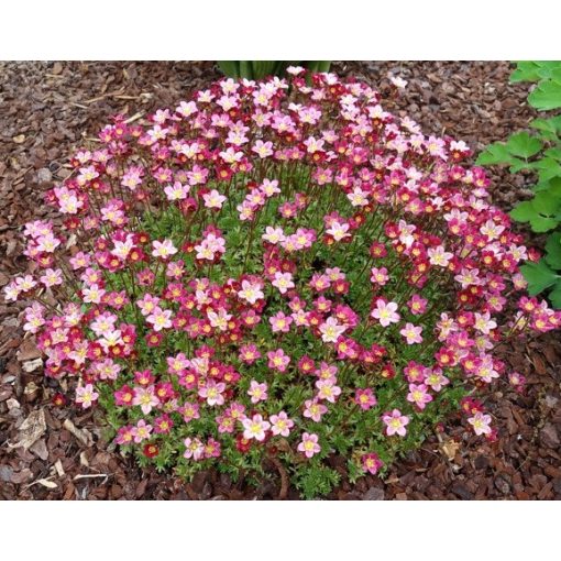 Saxifraga Pixie Pink