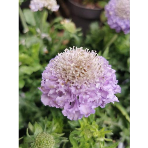 Scabiosa caucasica Butterfly Blue