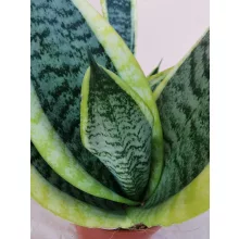 Sansevieria trifasciata Futura Superba