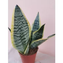 Sansevieria trifasciata Futura Superba