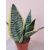 Sansevieria trifasciata Futura Superba