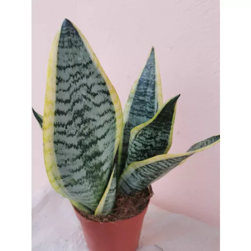 Sansevieria trifasciata Futura Superba