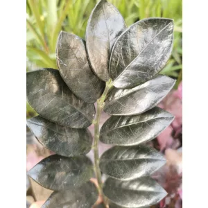 Zamioculcas zamiifolia Raven