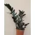Zamioculcas zamiifolia Raven