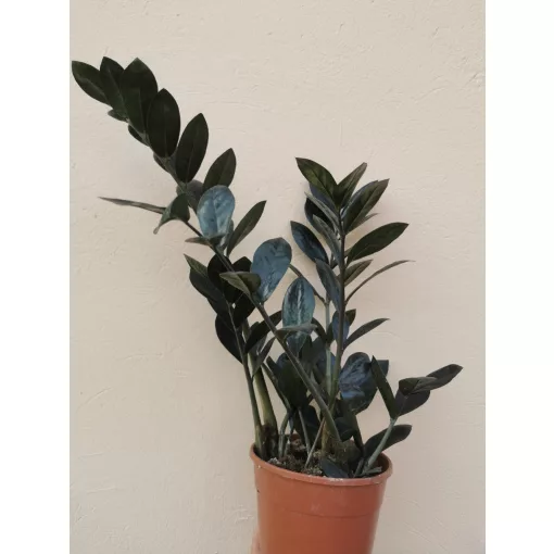 Zamioculcas zamiifolia Raven