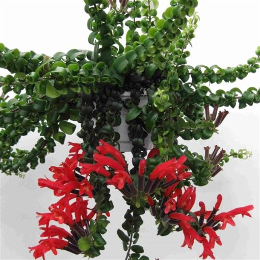 Aeschynanthus Scoubidou